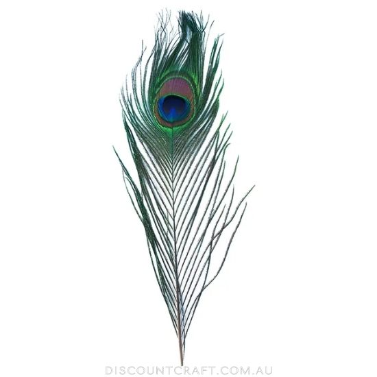 Feather Peacock Eyes 2pk